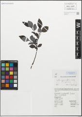 Foto von Salix myrsinifolia Salisb.